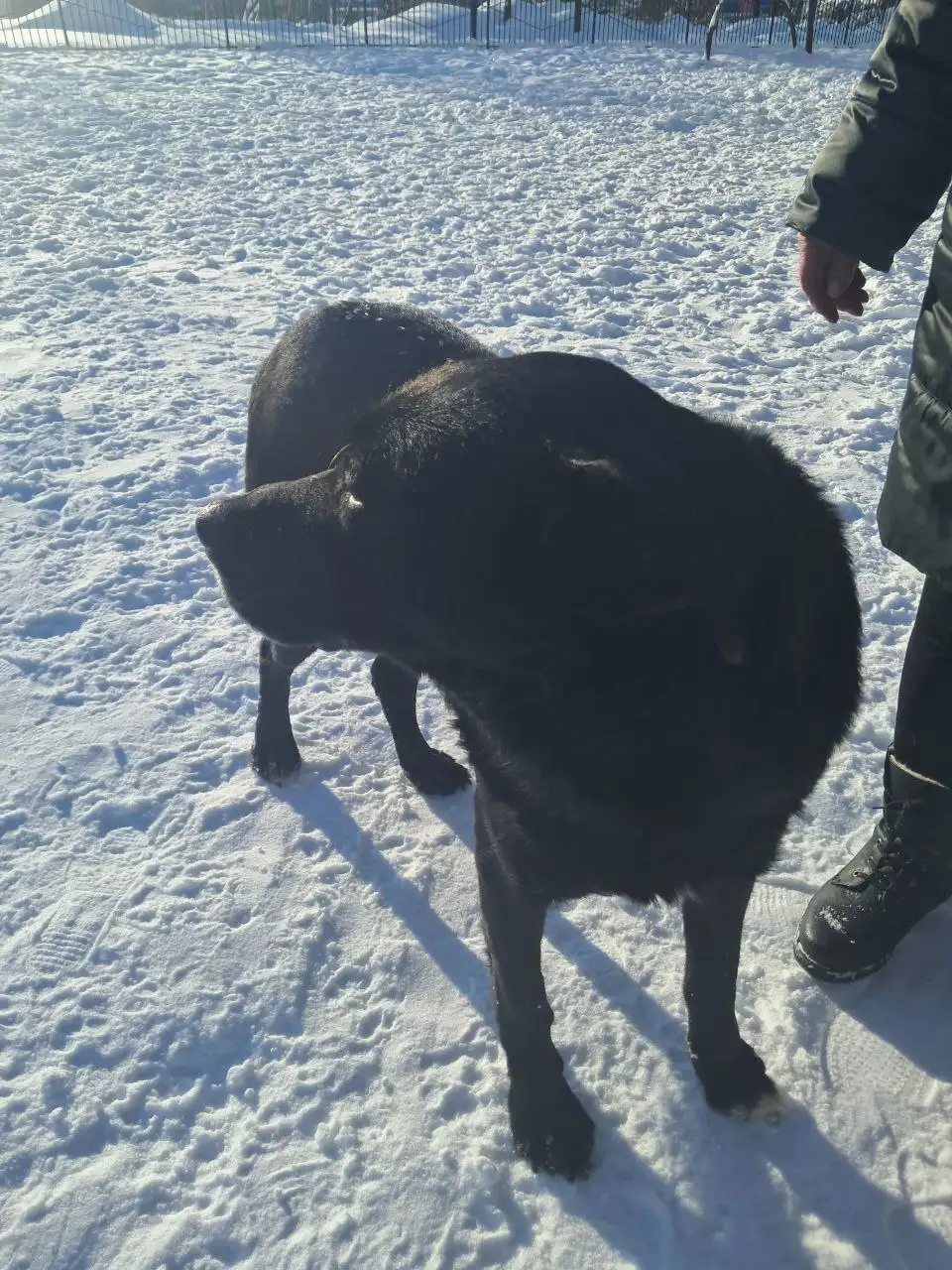 Ищет дом ласковый мальчик по кличке Мишка - Собаки (Животные) в Ульяновск