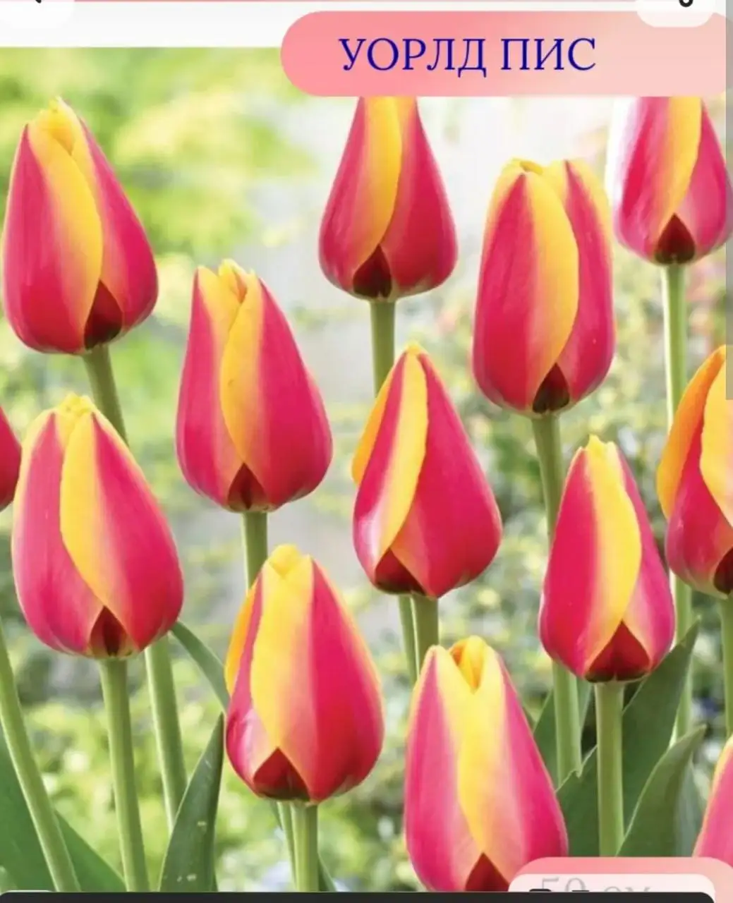 Мимоза и тюльпаны оптом от производителя в Ульяновске - Цветы (Хобби и отдых) в Ульяновск