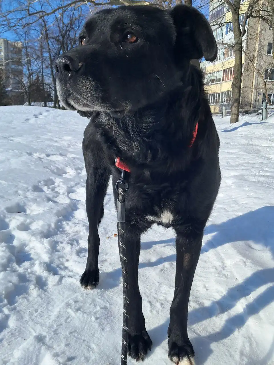 Передержка или дом для собаки по кличке Мишка - Собаки (Животные) в Ульяновск