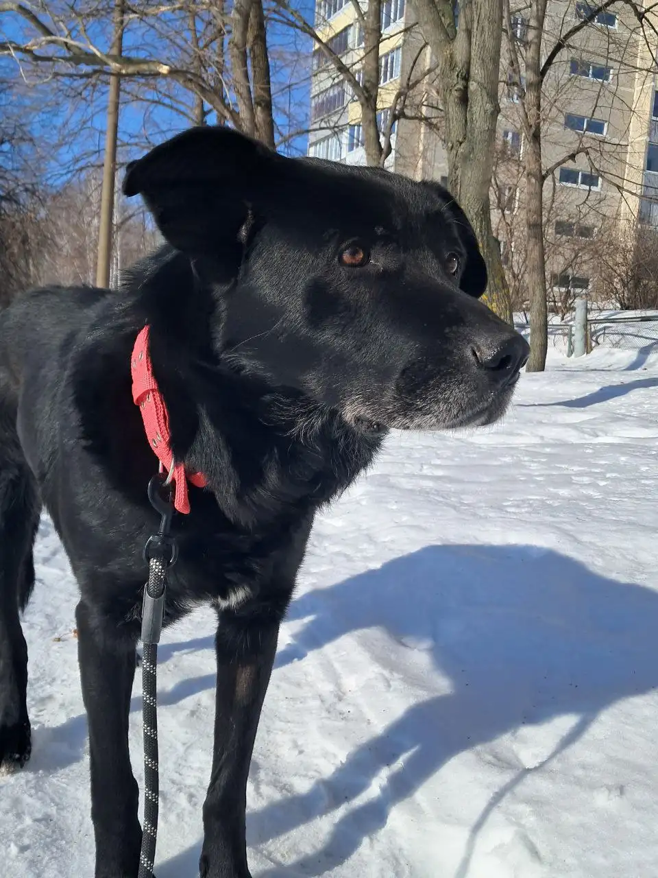 Передержка или дом для собаки по кличке Мишка - Собаки (Животные) в Ульяновск