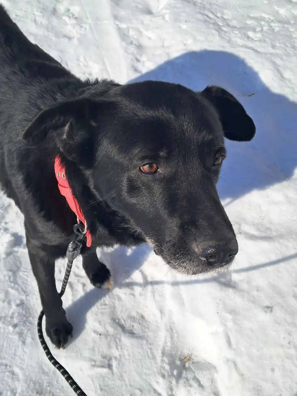Передержка или дом для собаки по кличке Мишка - Собаки (Животные) в Ульяновск