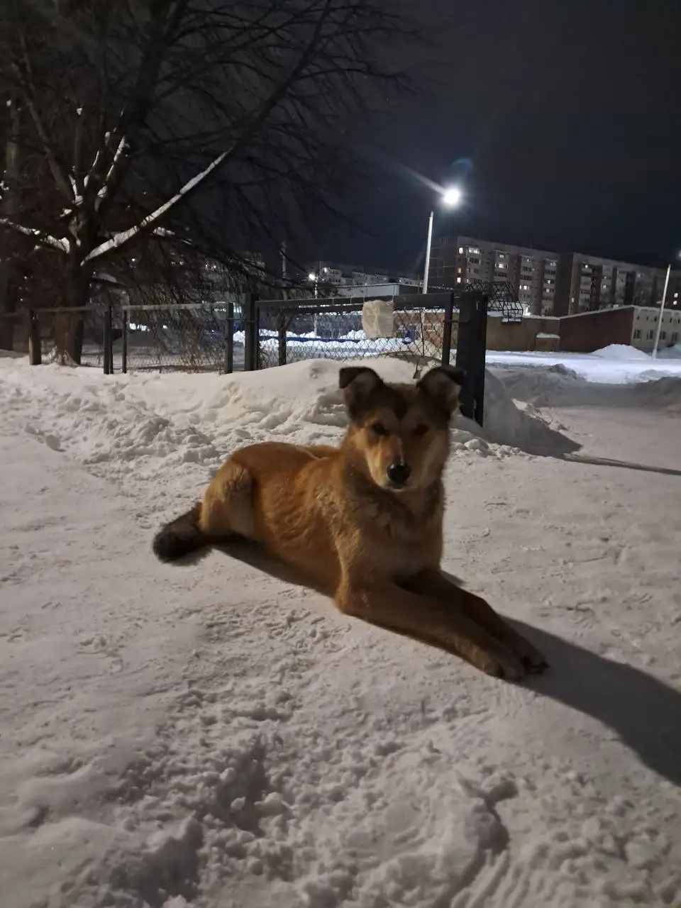 Отдаем в добрые руки рыжего мальчика по имени Рыжик - Собаки (Животные) в Ульяновск