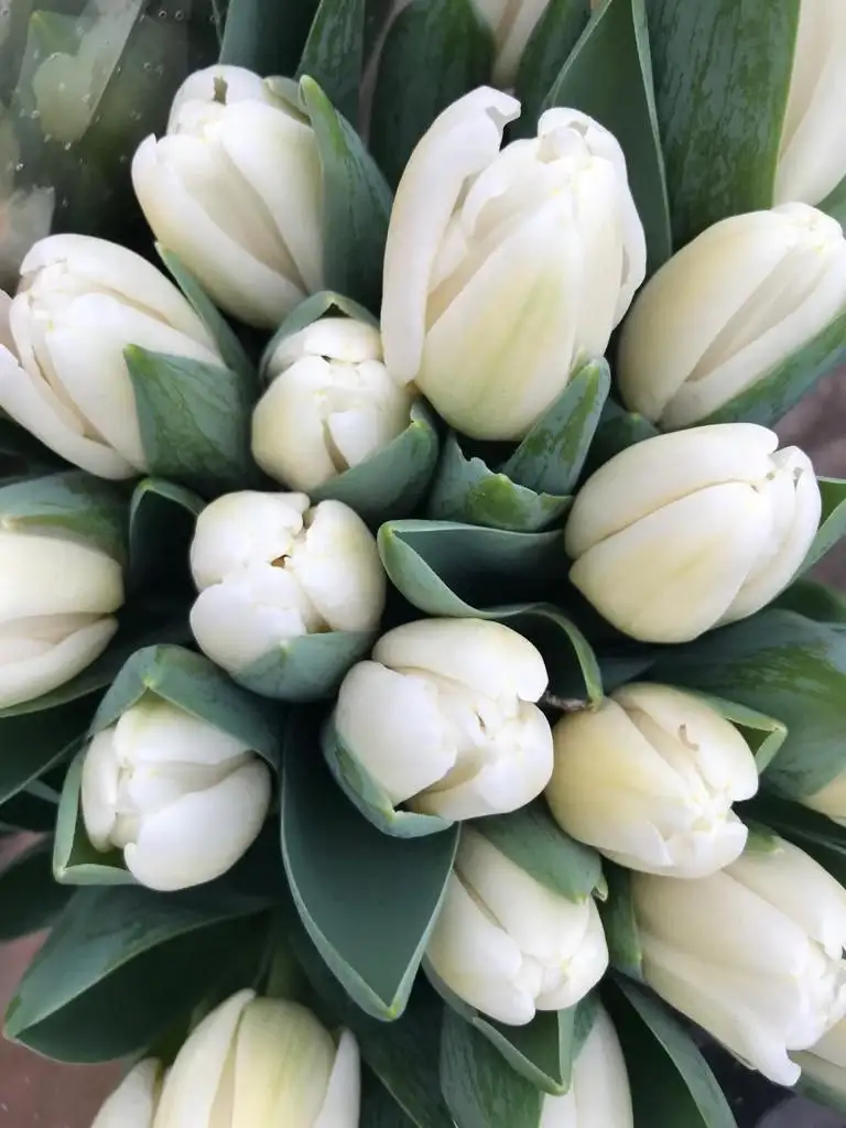 Мимоза и тюльпаны от производителя в Ульяновске - Цветы (Хобби и отдых) в Ульяновск