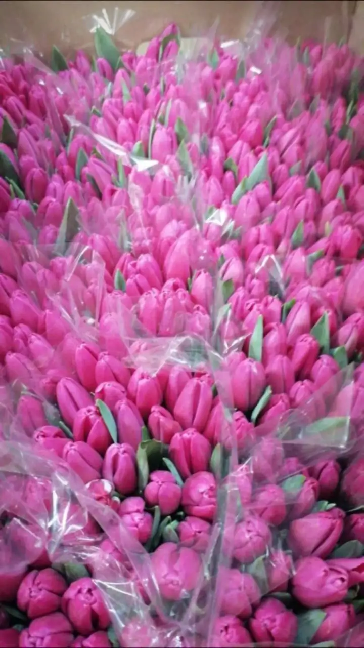 Мимоза и тюльпаны от производителя в Ульяновске - Цветы (Хобби и отдых) в Ульяновск