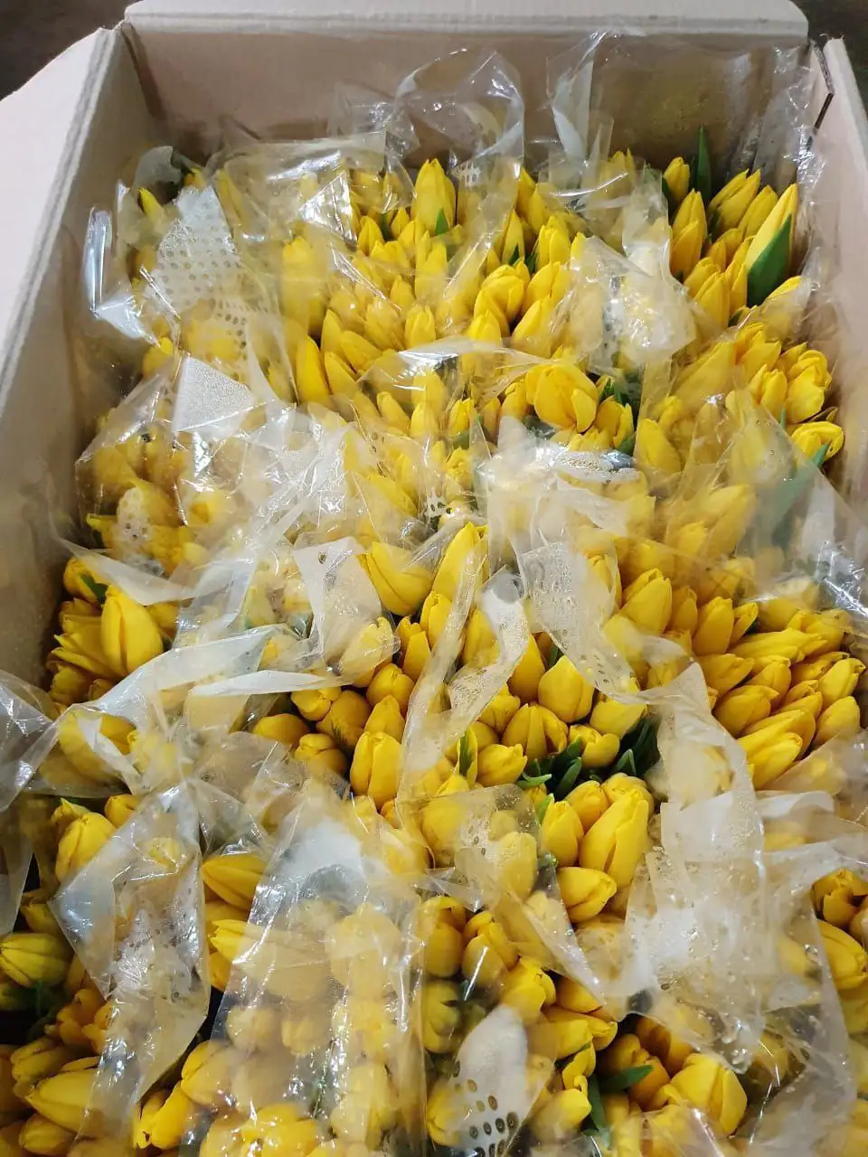 Мимоза и тюльпаны от производителя в Ульяновске - Цветы (Хобби и отдых) в Ульяновск