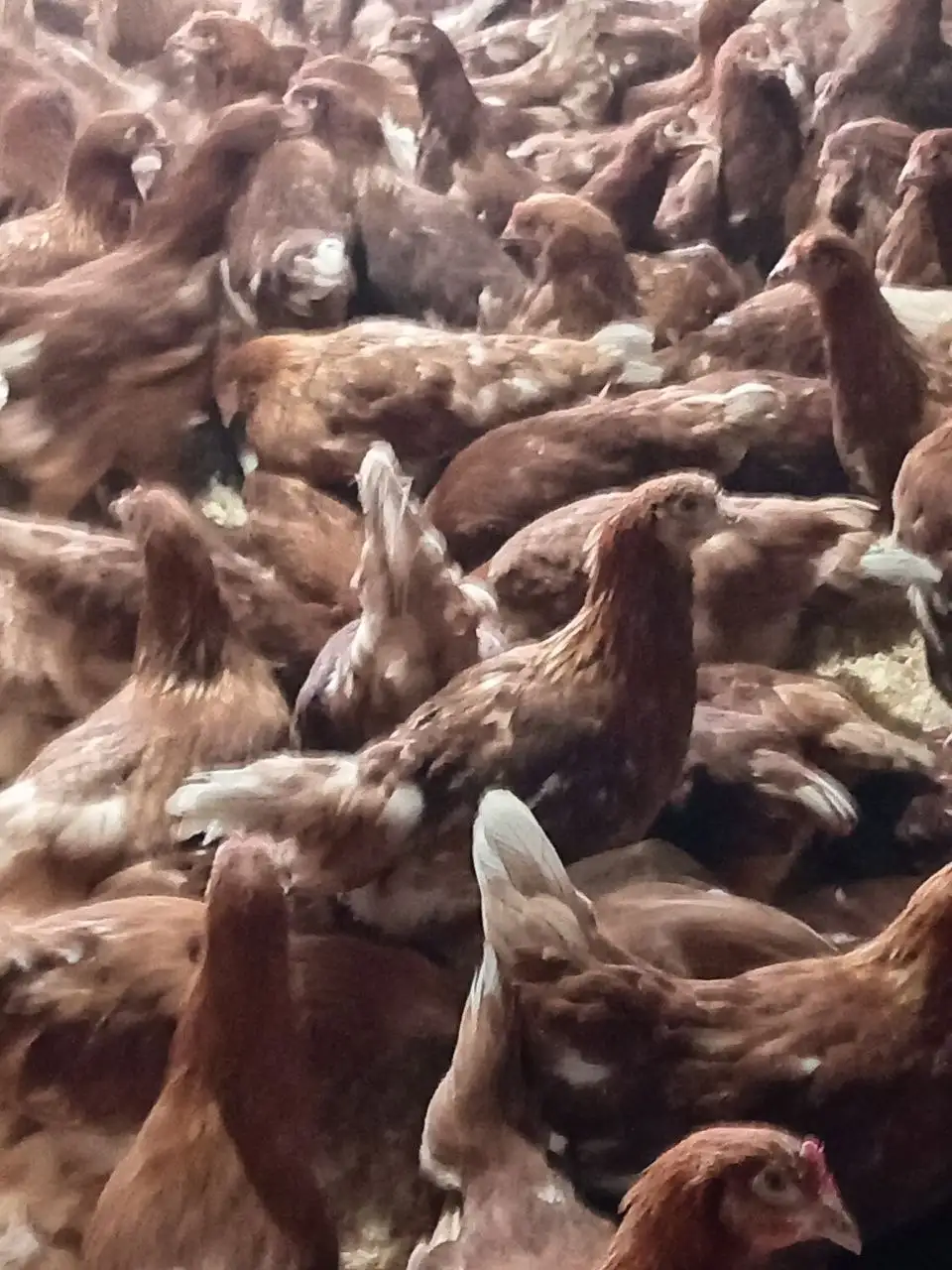 Продажа молодой рыжей курицы породы Браун Ник - Птица (Животные) в Октябрьский