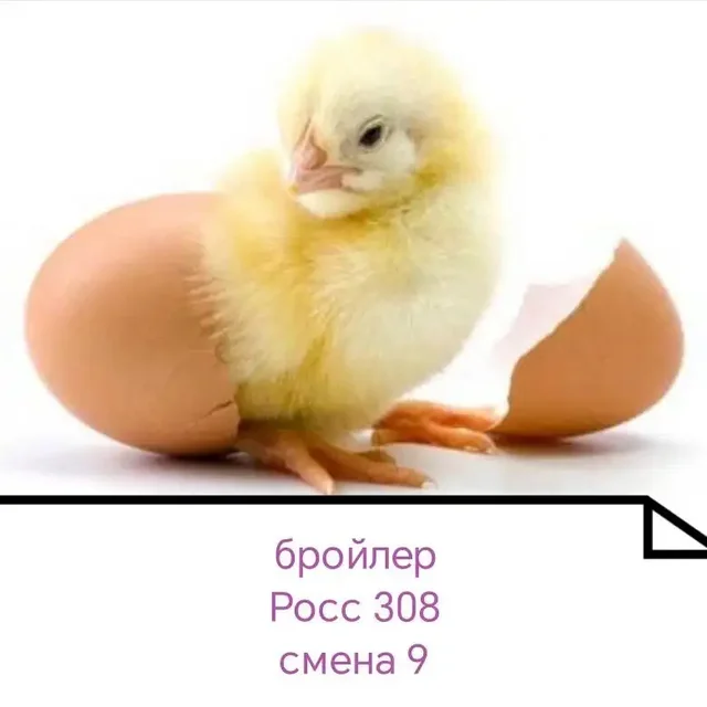 Продажа суточных цыплят и молодок в Ульяновске - Сельскохозяйственные животные в Ульяновск