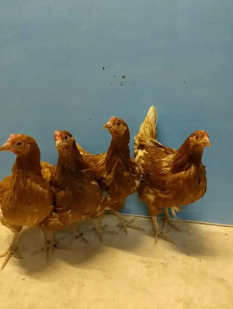 Продажа суточных цыплят и молодок в Ульяновске - Птица (Животные) в Ульяновск