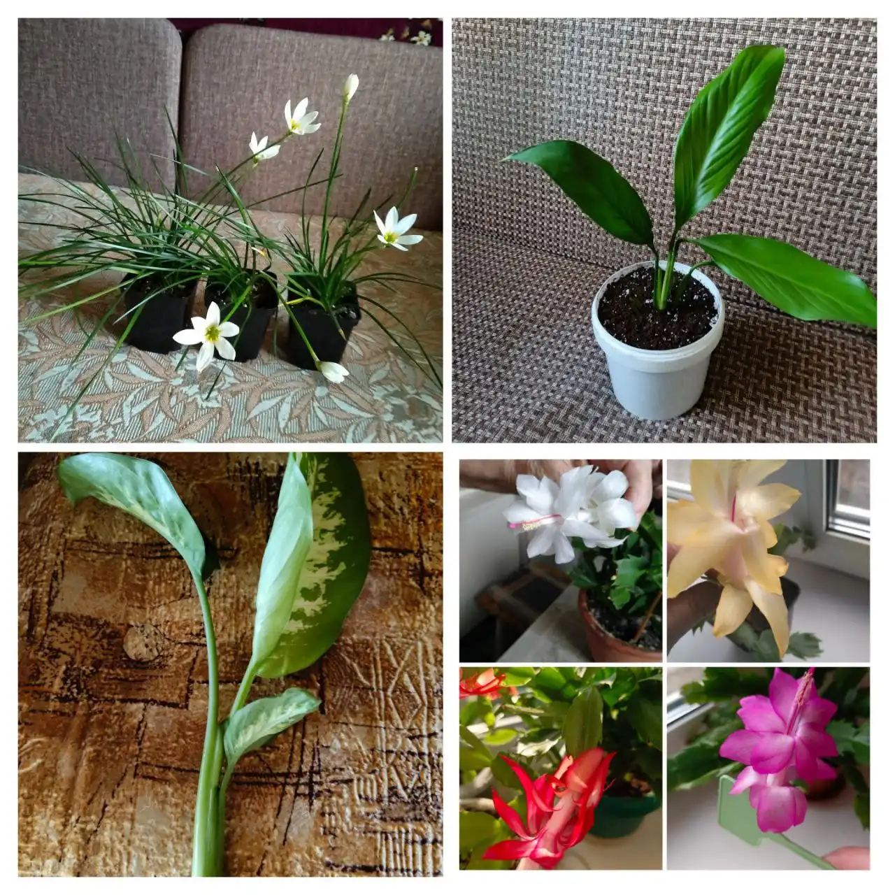 Продажа комнатных растений