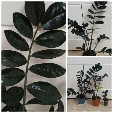 Замиокулькас Чёрный Raven - Садоводство/Растения в Энгельс