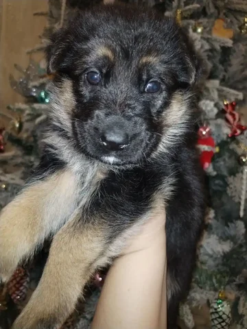 Продажа щенков немецкой овчарки - частное объявление в Энгельс