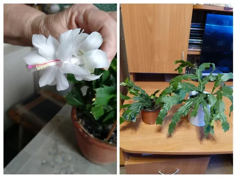 Продажа белых декабристов - Садоводство/Растения в Энгельс