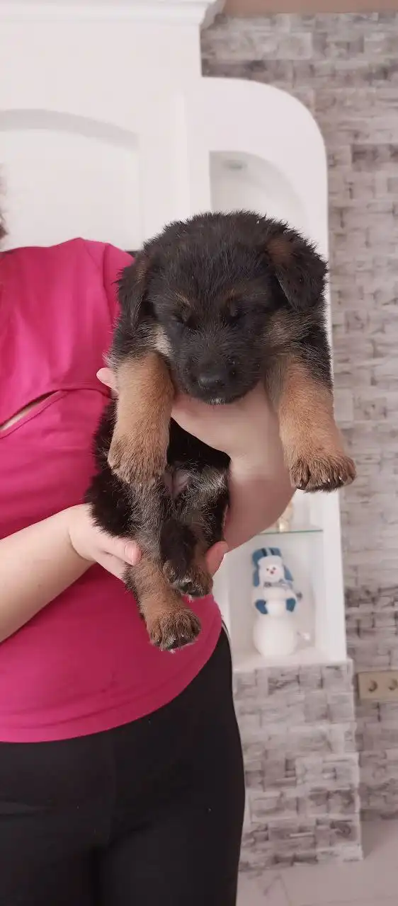 Щенки немецкой овчарки - Собаки (Животные) в Энгельс