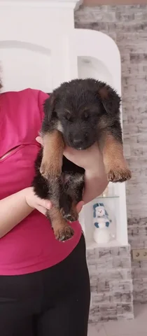 Щенки немецкой овчарки - Собаки в Энгельс