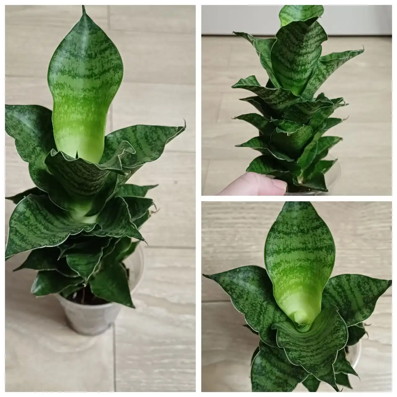 Сансевиерия Mahanakorn - Растения (Хобби и отдых) в Энгельс