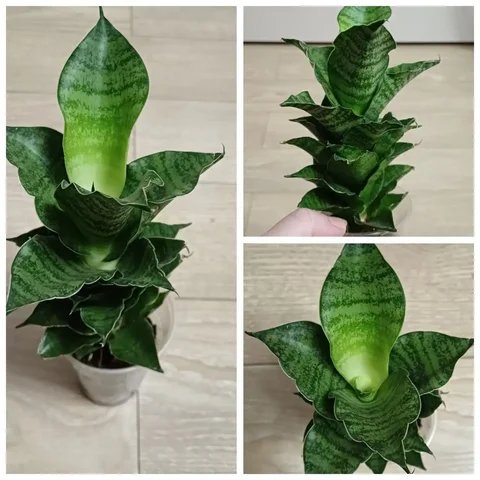 Сансевиерия Mahanakorn - Хобби и отдых в Энгельс