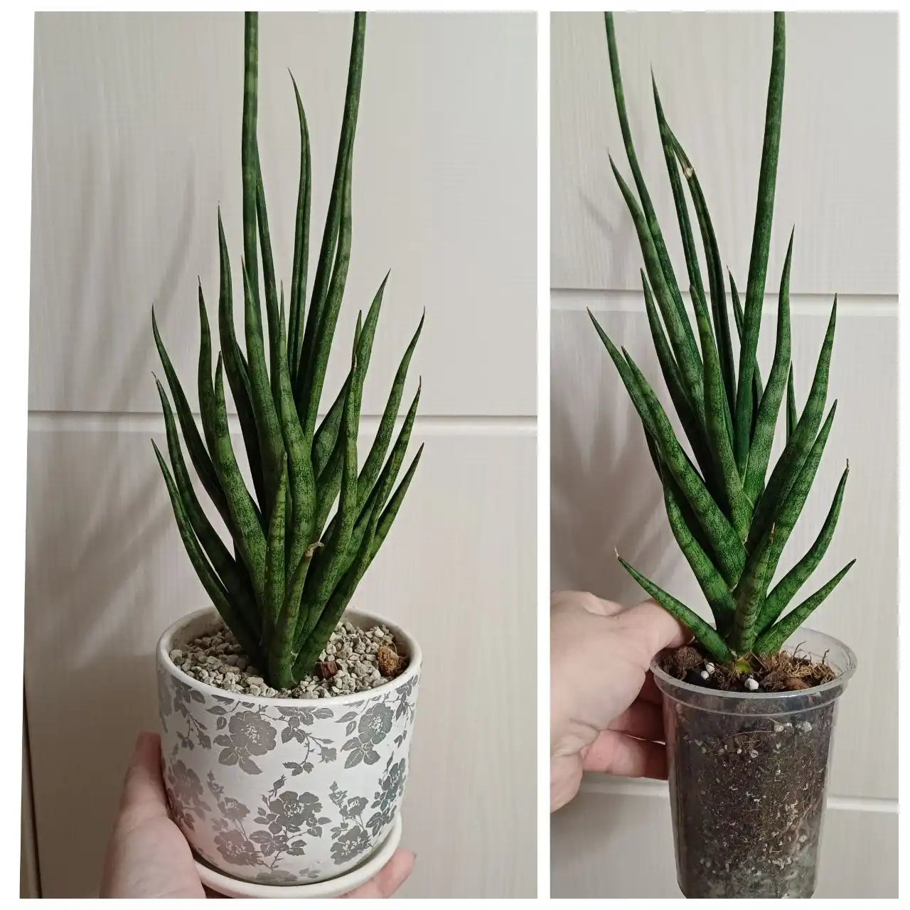 Сансевиерия - Комнатные растения (Растения) в Энгельс