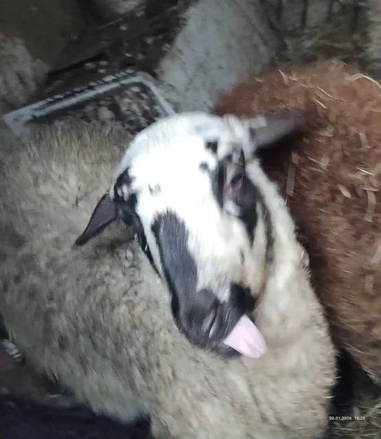 Продажа 5 голов баранов - Животные в Энгельс