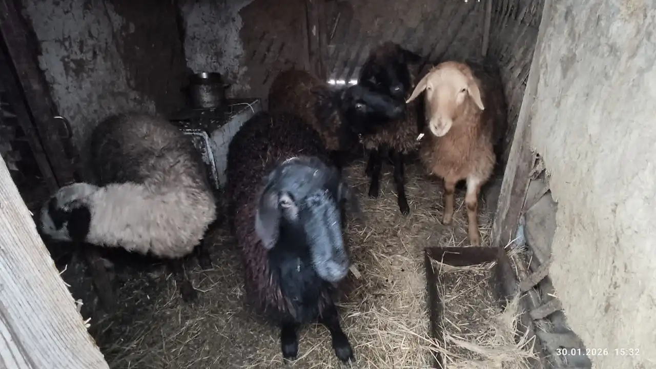 Продажа 5 голов баранов - Скот (Животные) в Энгельс