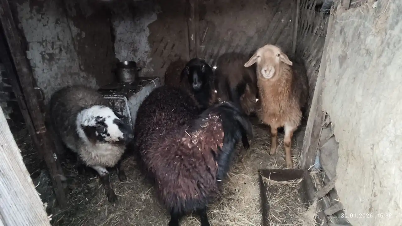 Продажа 5 голов баранов - Скот (Животные) в Энгельс