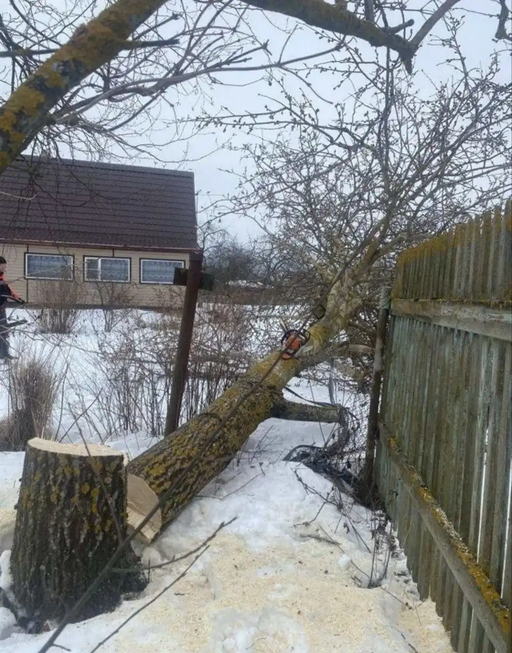Услуги по спиливанию деревьев - Спил деревьев (Услуги) в Энгельс