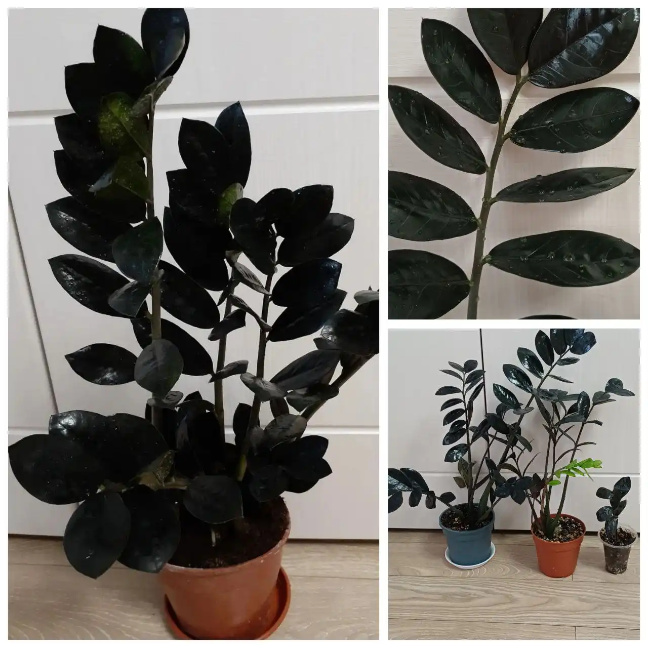 Замиокулькас Чёрный Raven - Комнатные растения (Хобби и отдых) в Энгельс