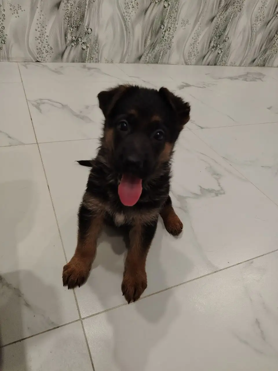 Продается щенок немецкой овчарки (мальчик) - Собаки (Животные) в Энгельс