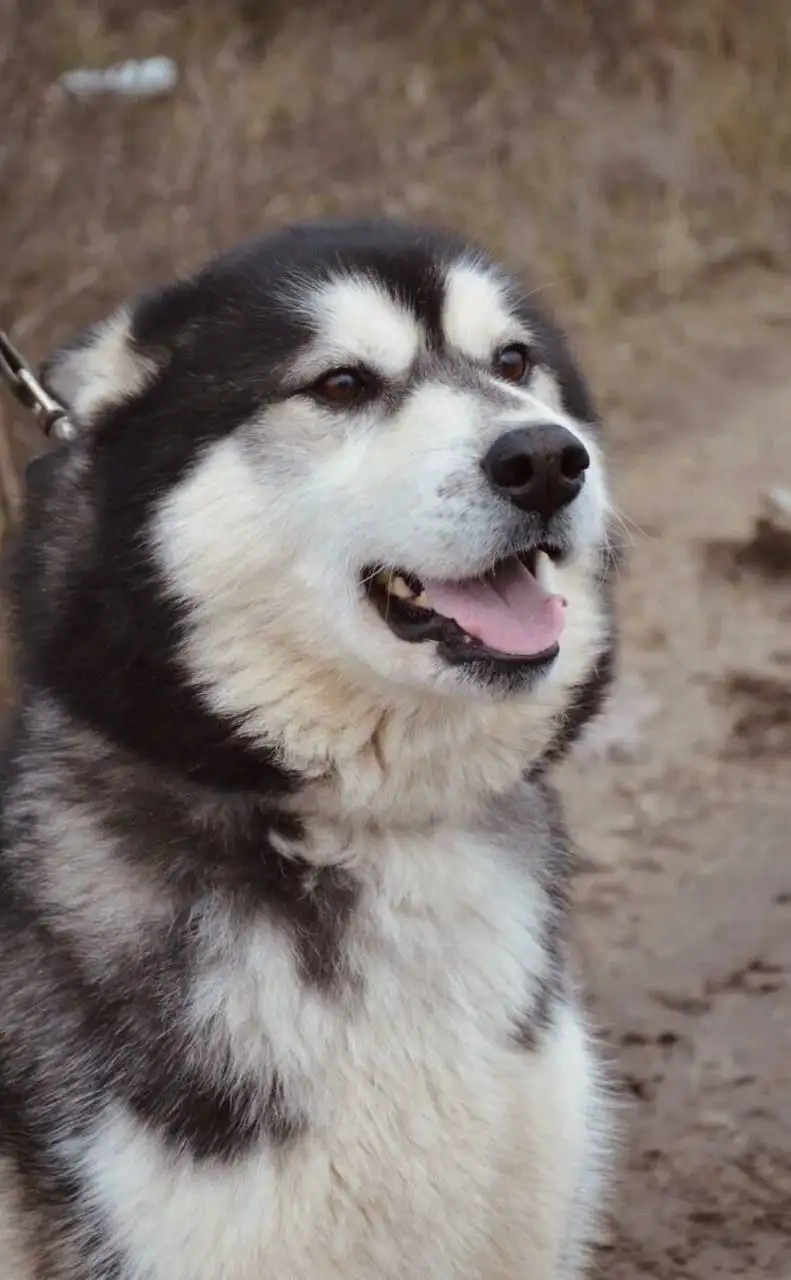 Хаски (возможно метис маламута) в Саратове - Собаки (Животные) в Энгельс