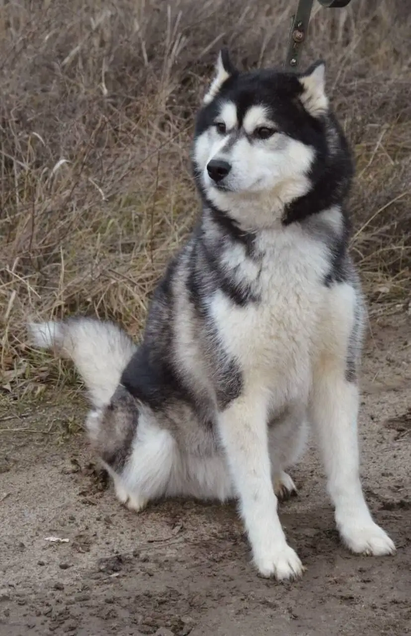 Хаски (возможно метис маламута) в Саратове - Собаки (Животные) в Энгельс