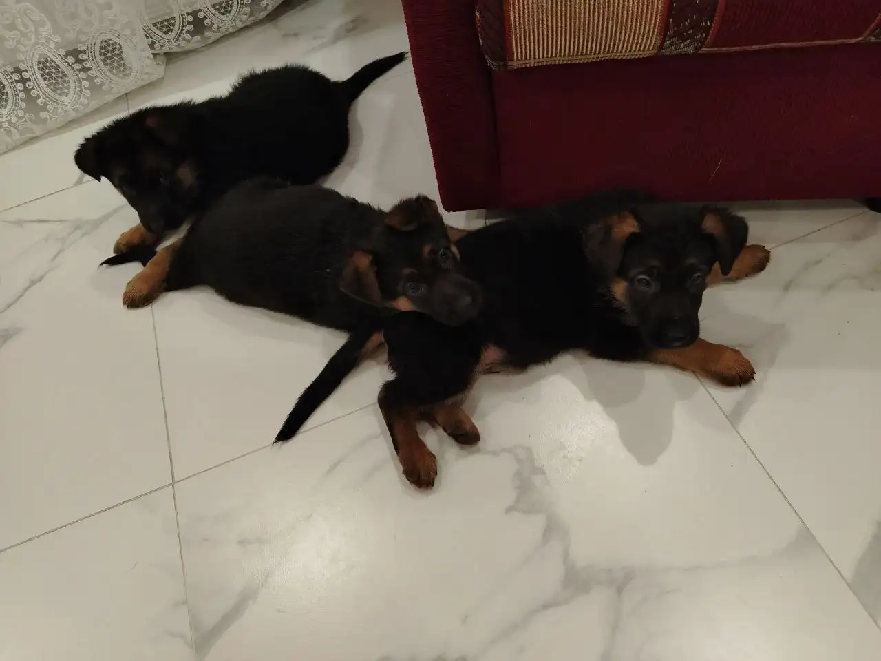 Продажа щенка немецкой овчарки (мальчик) - Собаки (Животные) в Энгельс