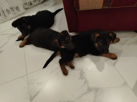 Продажа щенка немецкой овчарки (мальчик) - Собаки в Энгельс