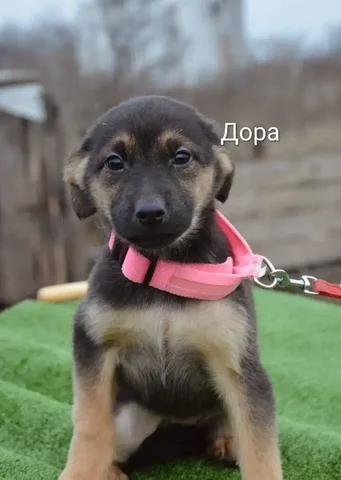 Щенок Дора в Саратове - Собаки в Саратов