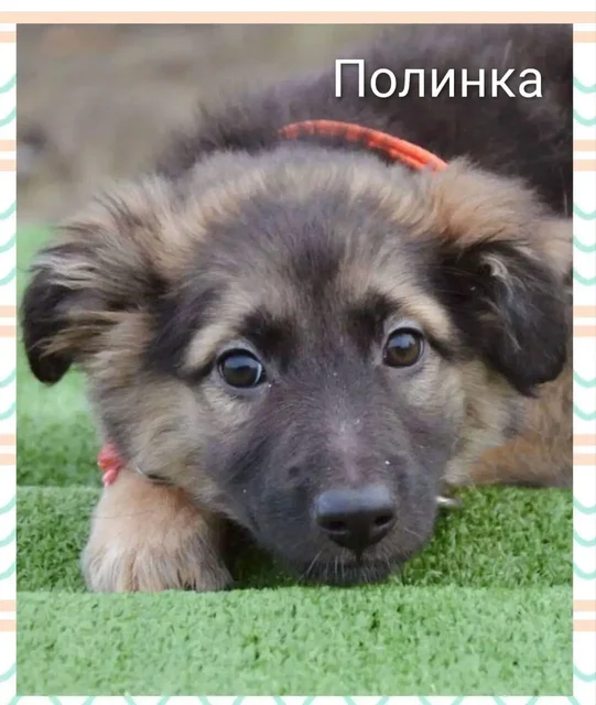 Щенки для ответственных взрослых в Саратове - Собаки в Саратов