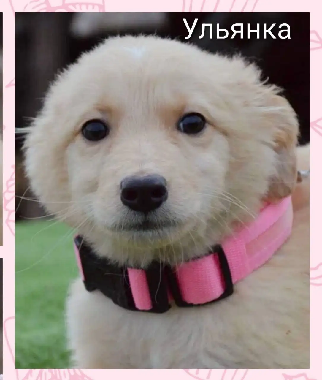 Щенки для ответственных взрослых в Саратове - Собаки (Животные) в Саратов