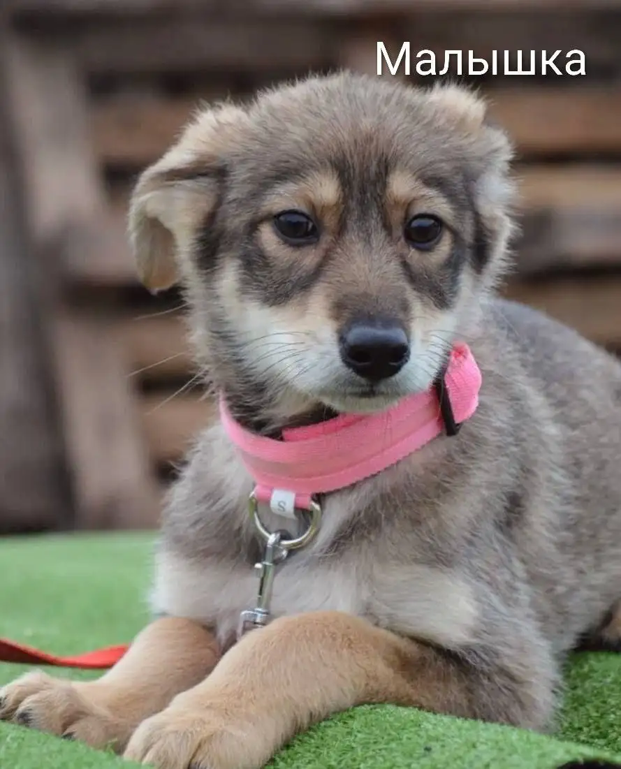 Щенки для ответственных взрослых в Саратове - Собаки (Животные) в Саратов