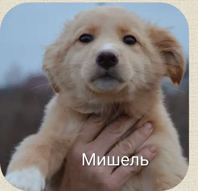 Щенки для ответственных взрослых в Саратове - Собаки (Животные) в Саратов