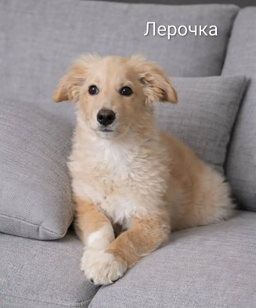 Щенки для ответственных взрослых в Саратове - Собаки (Животные) в Саратов