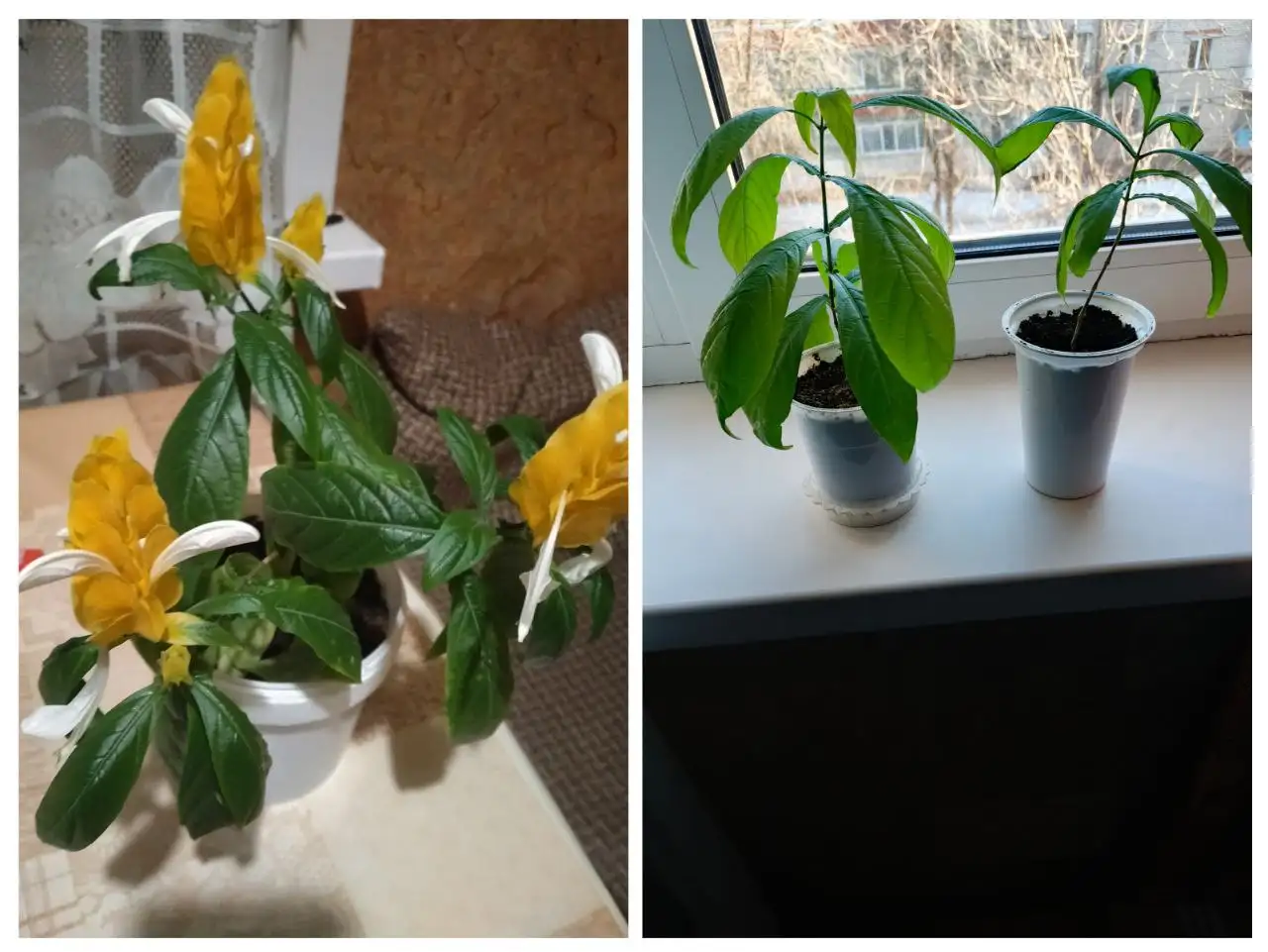 Продажа посаженных отростков Пахистахиса - Растения (Хобби и отдых) в Энгельс