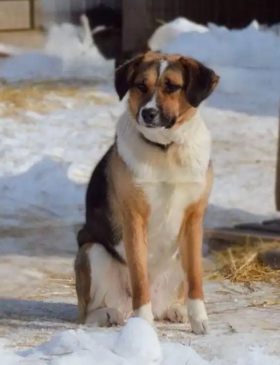Собачка Звёздочка в добрые руки - Собаки (Животные) в Саратов