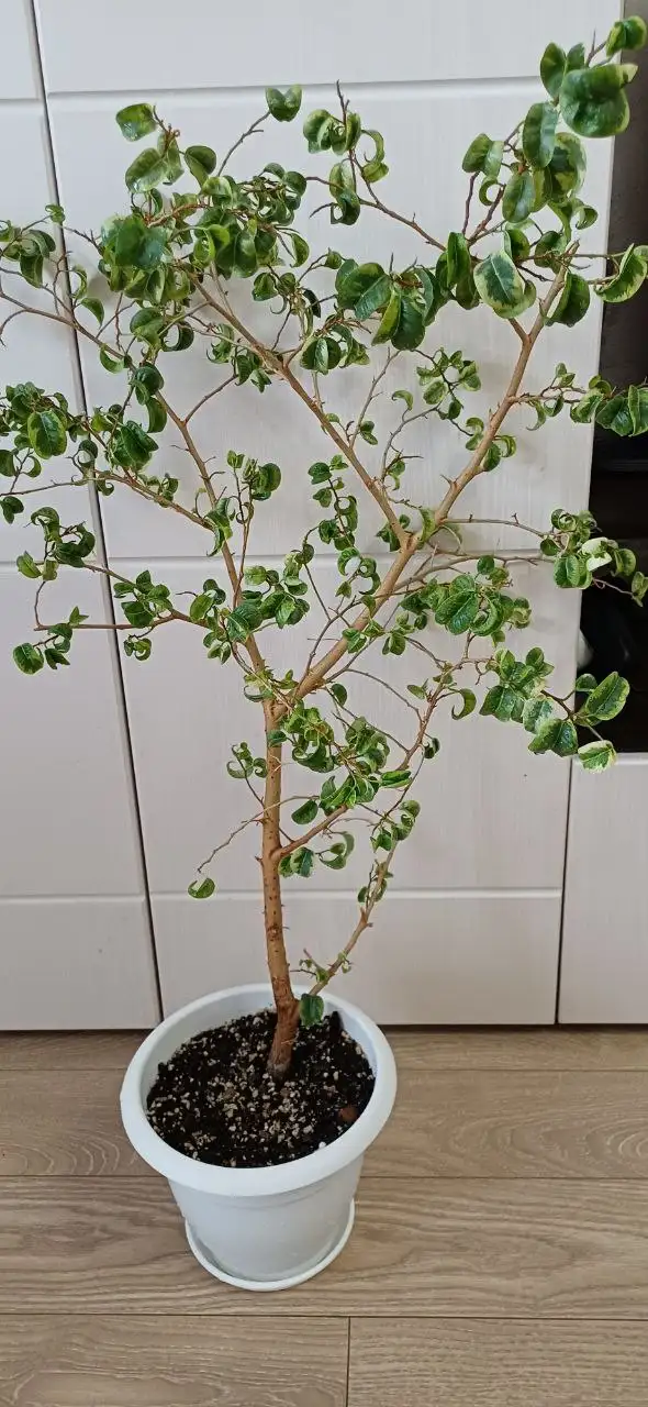 Фикус Ирен 80 см высотой - Растения (Хобби и отдых) в Энгельс