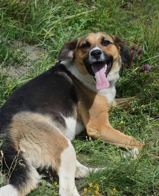 Собака Звёздочка в приюте Саратов - частное объявление в Саратов