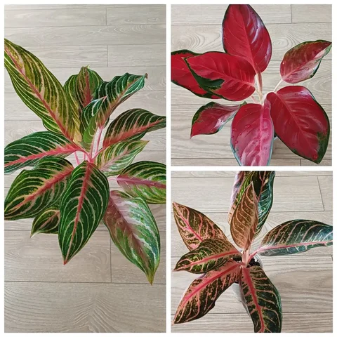 Продажа растений Аглаонема - Сад и огород в Энгельс