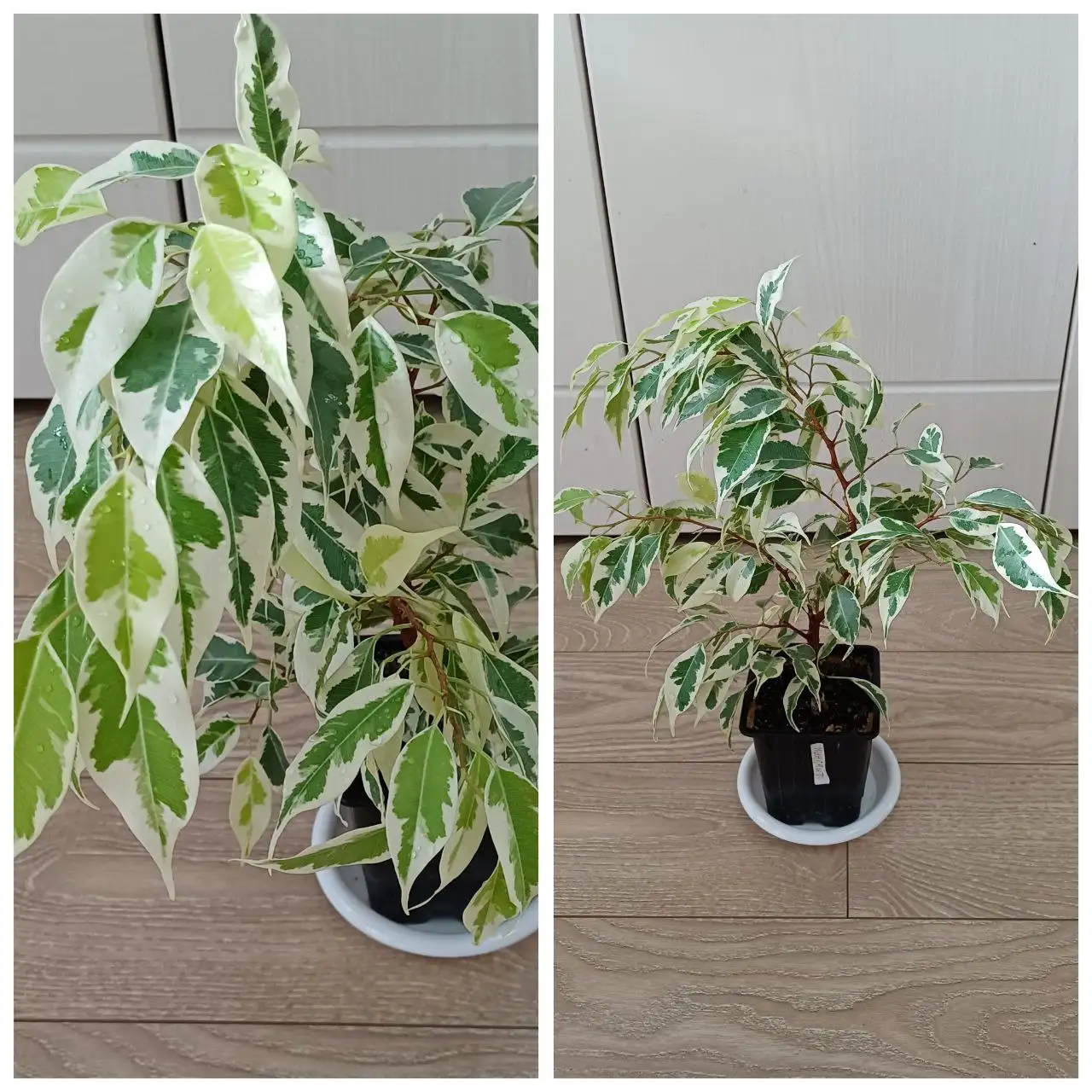 Фикус Мунлайт пышное деревце 43см - Растения (Хобби и отдых) в Энгельс