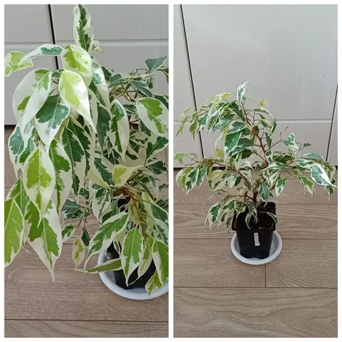 Фикус Мунлайт пышное деревце 43см - Домашние заготовки в Энгельс