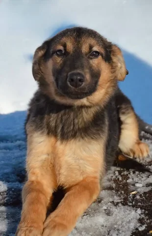 Щенок для ответственных взрослых в Саратове - Передержка/Лечение в Саратов