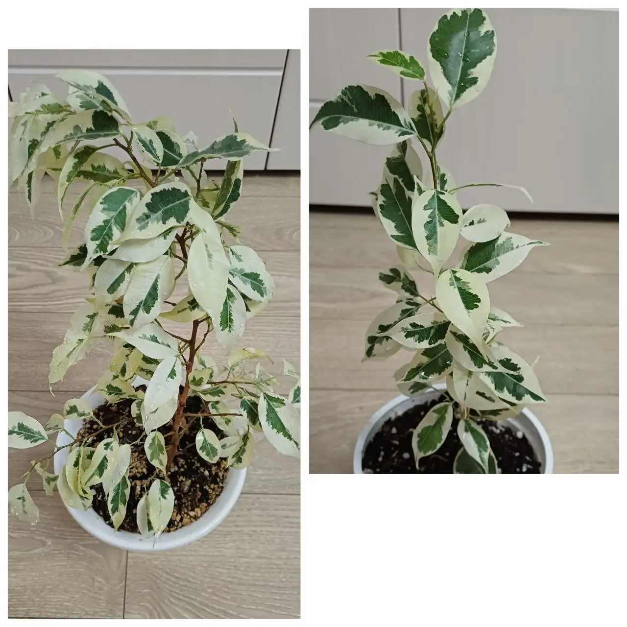 Фикус - Хобби и отдых в Энгельс