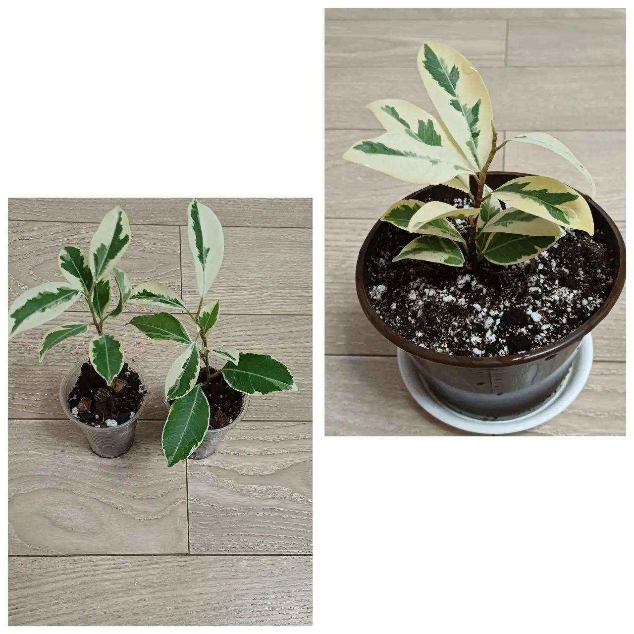 Продажа фикусов Ретуза Гавайская и Альбомаргината - Растения (Хобби и отдых) в Энгельс