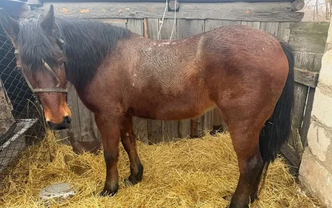 Продажа обученной 6-летней кобылы - Скот в Энгельс