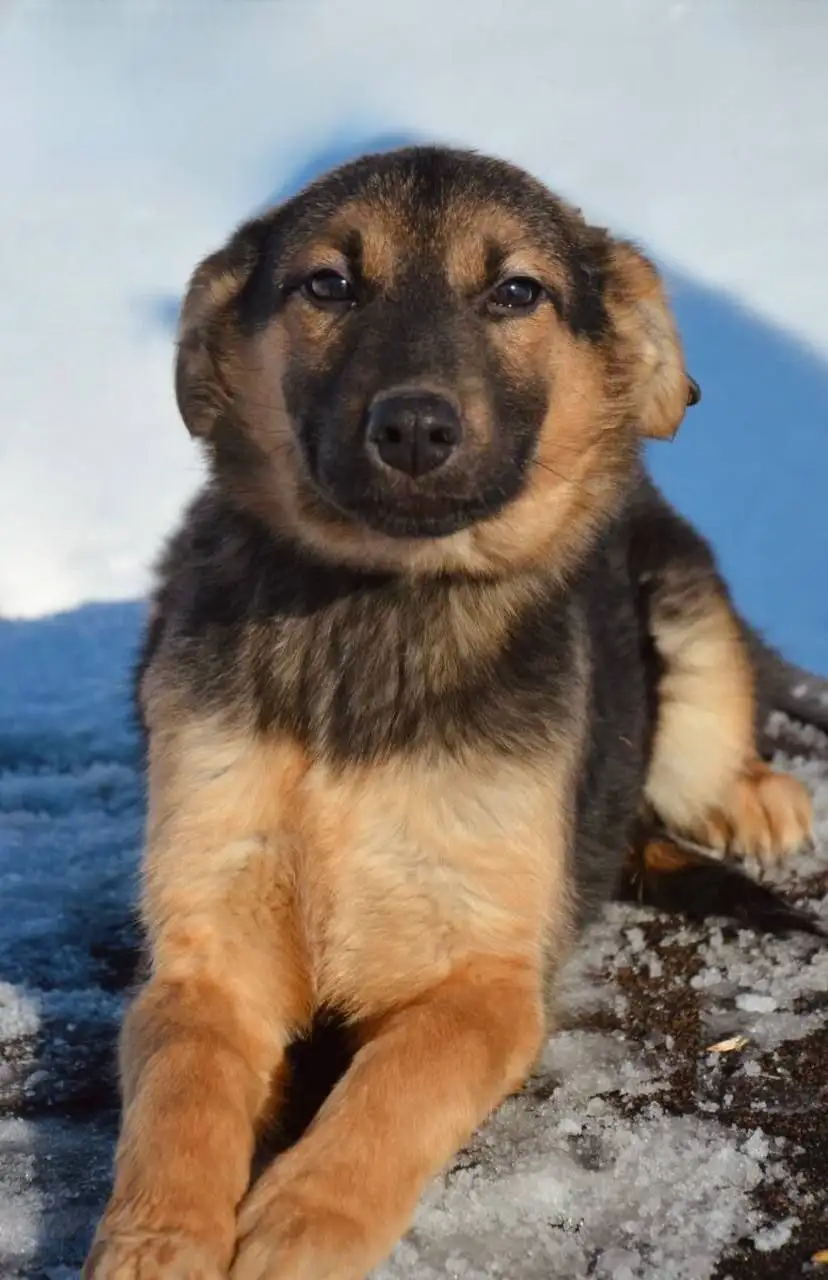 Щенок Дора, 5 месяцев, Саратов - Собаки (Животные) в Саратов