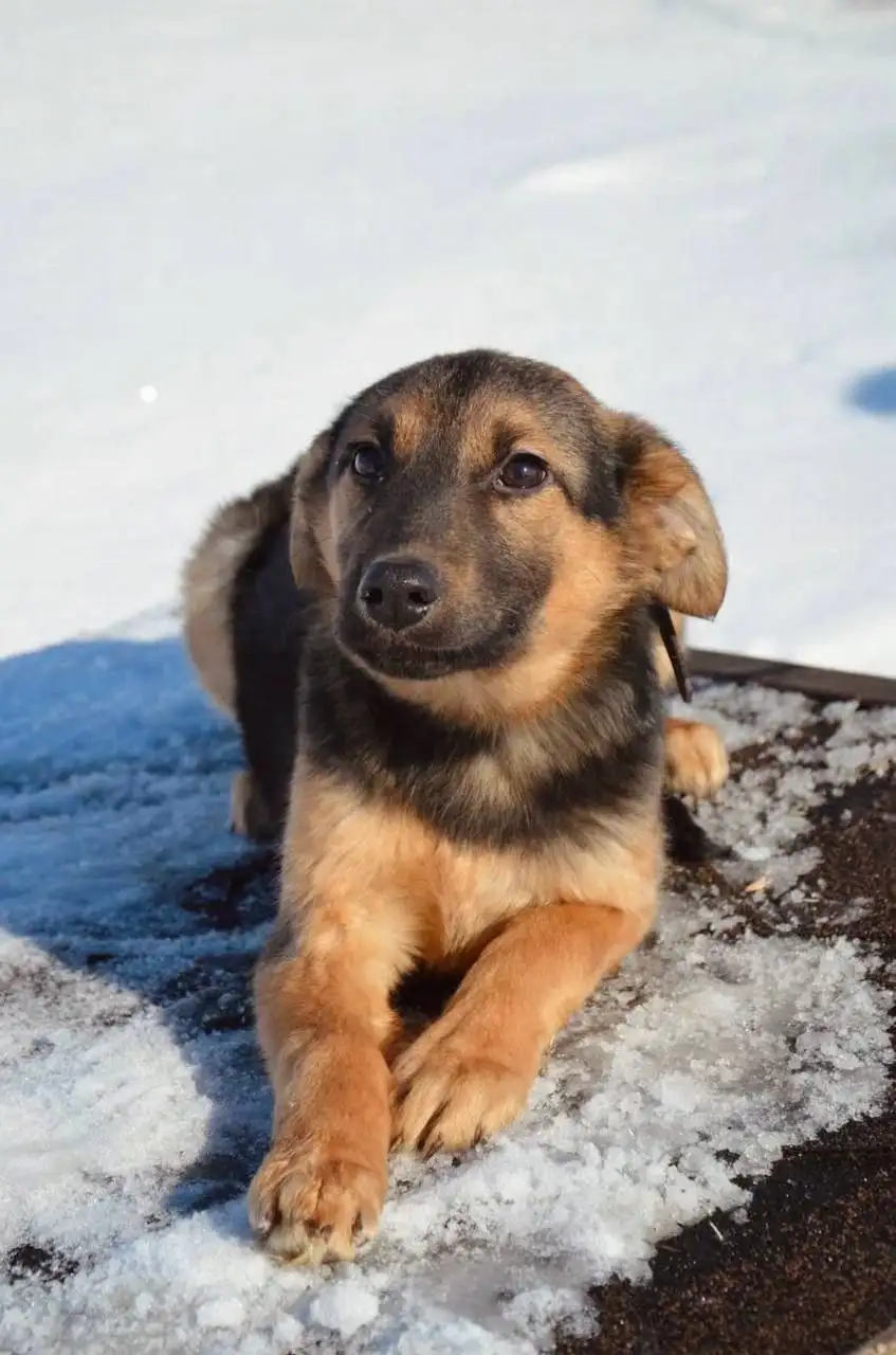 Щенок Дора, 5 месяцев, Саратов - Собаки (Животные) в Саратов